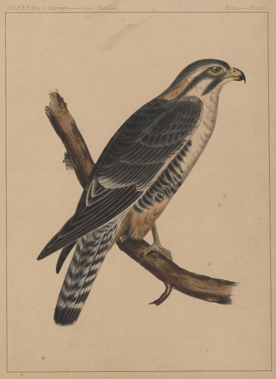 Vögel, Tafel I, 1855 von American School